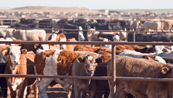 Reasons livestock farmers should reduce antibiotics use in animals —Expert