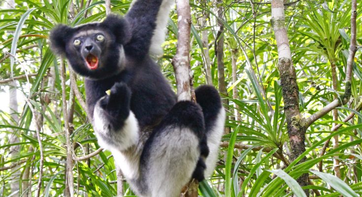 10 quick facts about rare animal Indri Babakoto