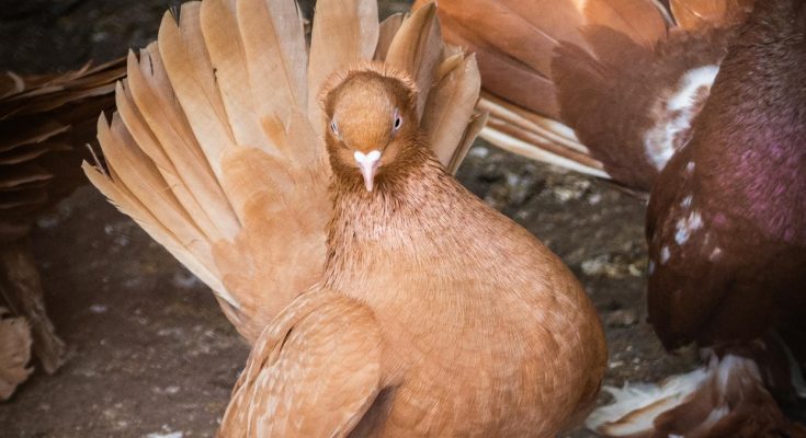 6 interesting facts about American Fantail Pigeon