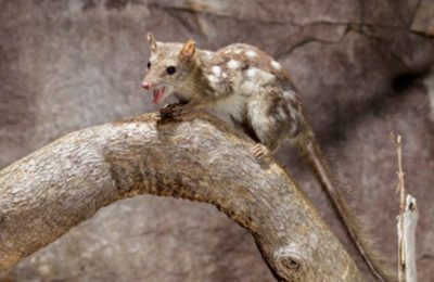 7 interesting facts about Northern Quoll