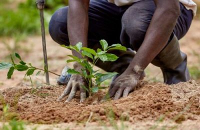 Environment Ministry splashes N39bn on tree planting