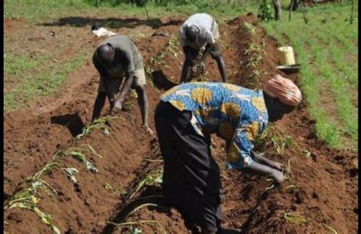 FG distributes inputs to 2,000 farmers in Niger