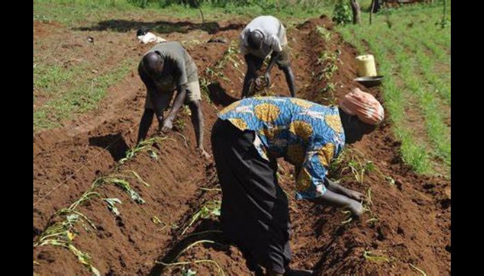 FG distributes inputs to 2,000 farmers in Niger