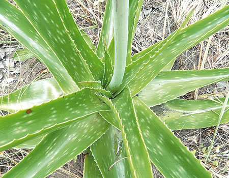 How aloe vera can improve your health, irregular menses, aloe vera, type 2 diabetes, Antifungal creams with aloe vera