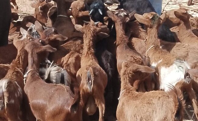 Jigawa senator empowers constituents with 900 goats