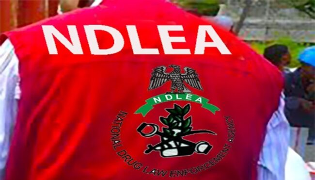 NDLEA arrests 415 suspects, seizes 1.2 tonnes of hard drugs in Bauchi