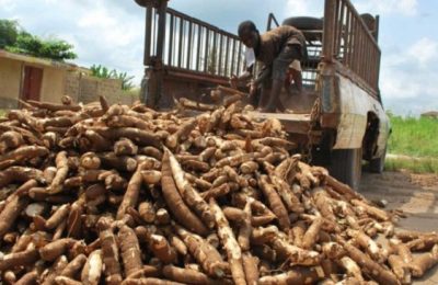 Job creation SNP partners South Korea to empower 500000 Large-Starch producers, NNMDA set to train five million Nigerian youths on cassava plantation