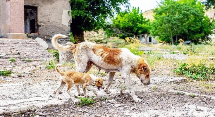 UK: What to know about Chernobyl dogs