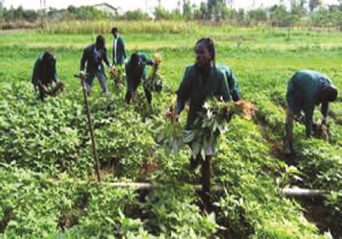 Why farmers should stop using chemicals