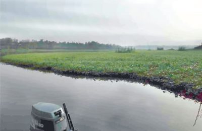 water hyacinth, water disrupt Lagos waterways transportation