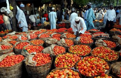 tomato, tomato farmers