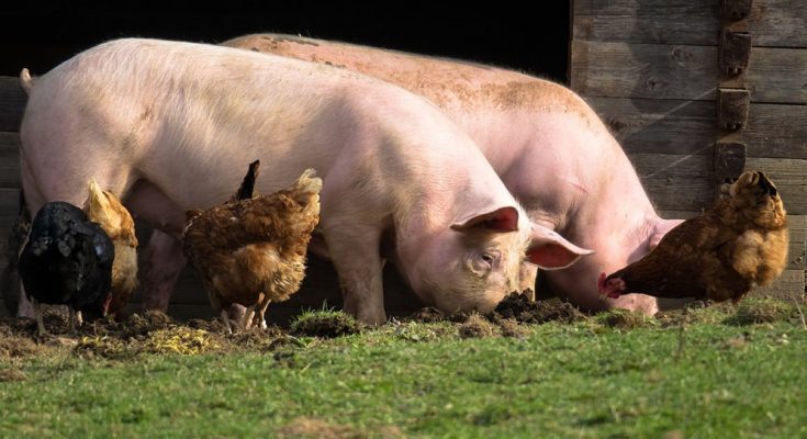 Keeping livestock including chickens and pigs can reduce malaria transmission — Experts