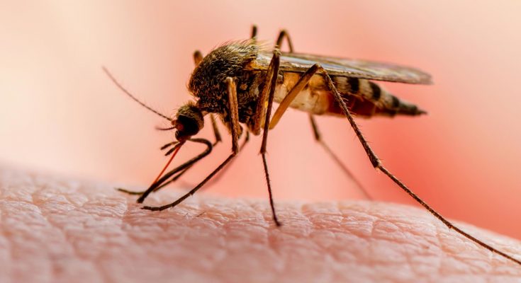 Kogi govt to spend over 4bn on malaria prevention