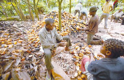 Stakeholders seek funding of NCMC to boost Nigerian cocoa sector