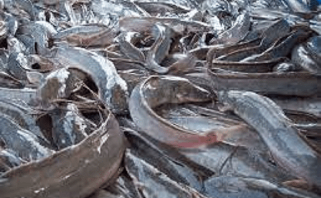 Fish mortality: Dredging firm compensates Epe fish farmers with N5m